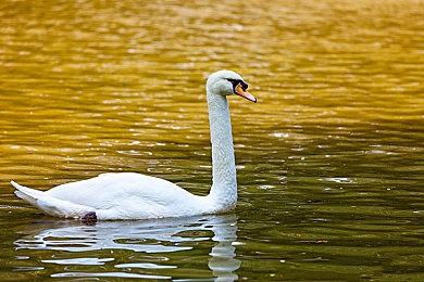 《荒野枪巫》10月18日发售 Steam国区售价78元